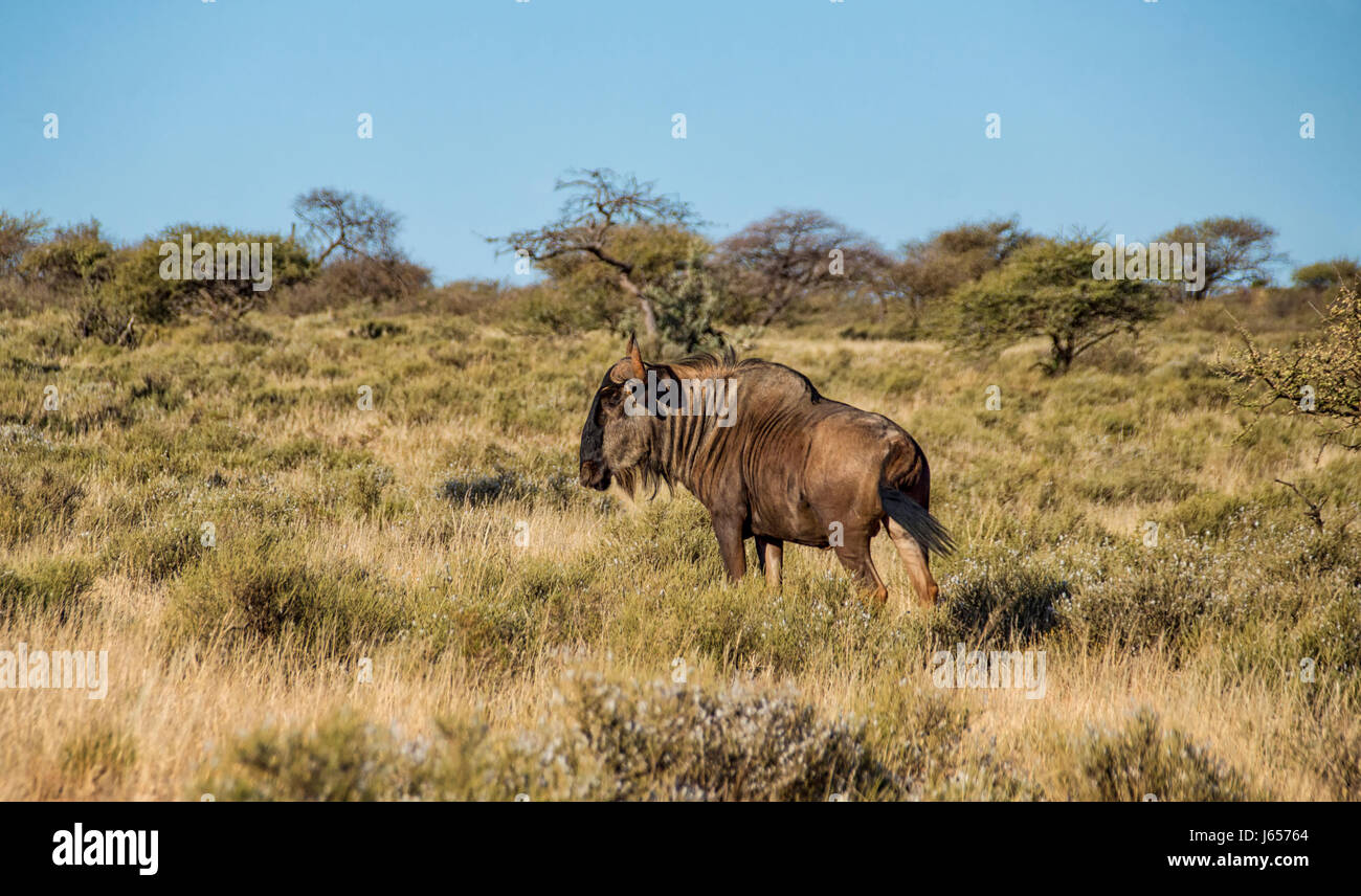 Wildebe Blue Wildebeest in Southern African savanna Stock Photo - Alamy