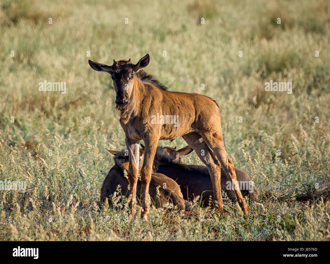 Wildebe Blue Wildebeest in Southern African savanna Stock Photo - Alamy