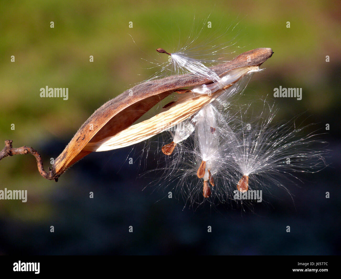 winter sperm withers plant withers seidenpflanze schirmchen