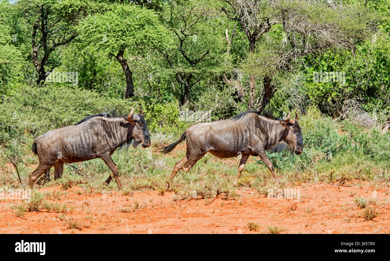 Wildebe Blue Wildebeest in Southern African savanna Stock Photo - Alamy