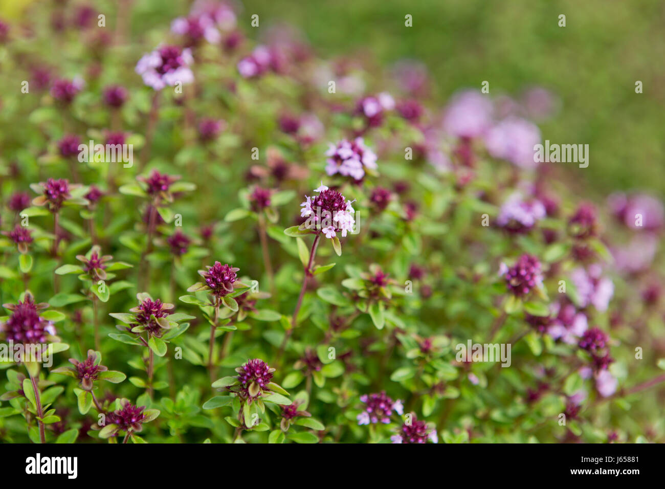 Flowering thyme, (thymus vulgaris). Stock Photo