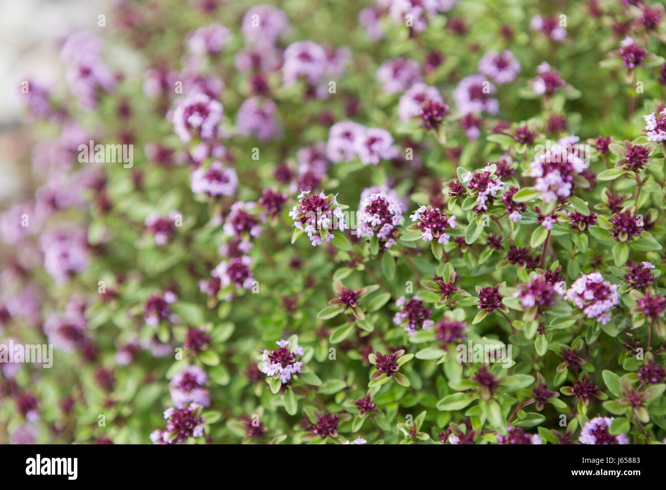 Flowering thyme, (thymus vulgaris). Stock Photo
