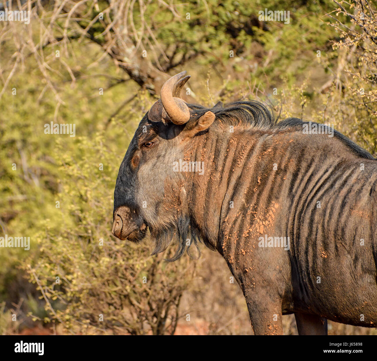 Wildebe Blue Wildebeest in Southern African savanna Stock Photo - Alamy