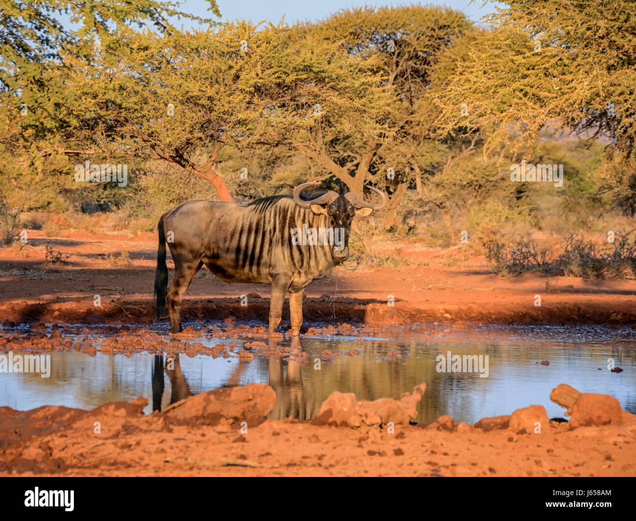 Wildebe Blue Wildebeest in Southern African savanna Stock Photo - Alamy