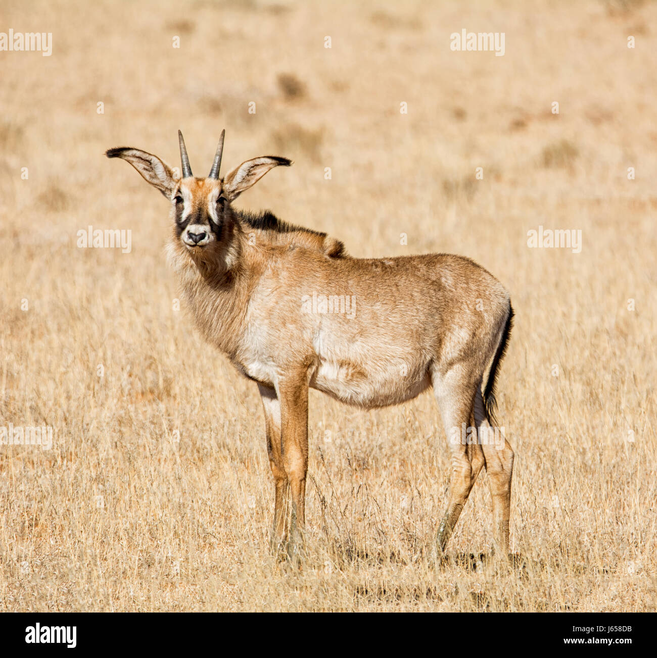 Roan Antelope In Southern African Savanna Stock Photo Alamy