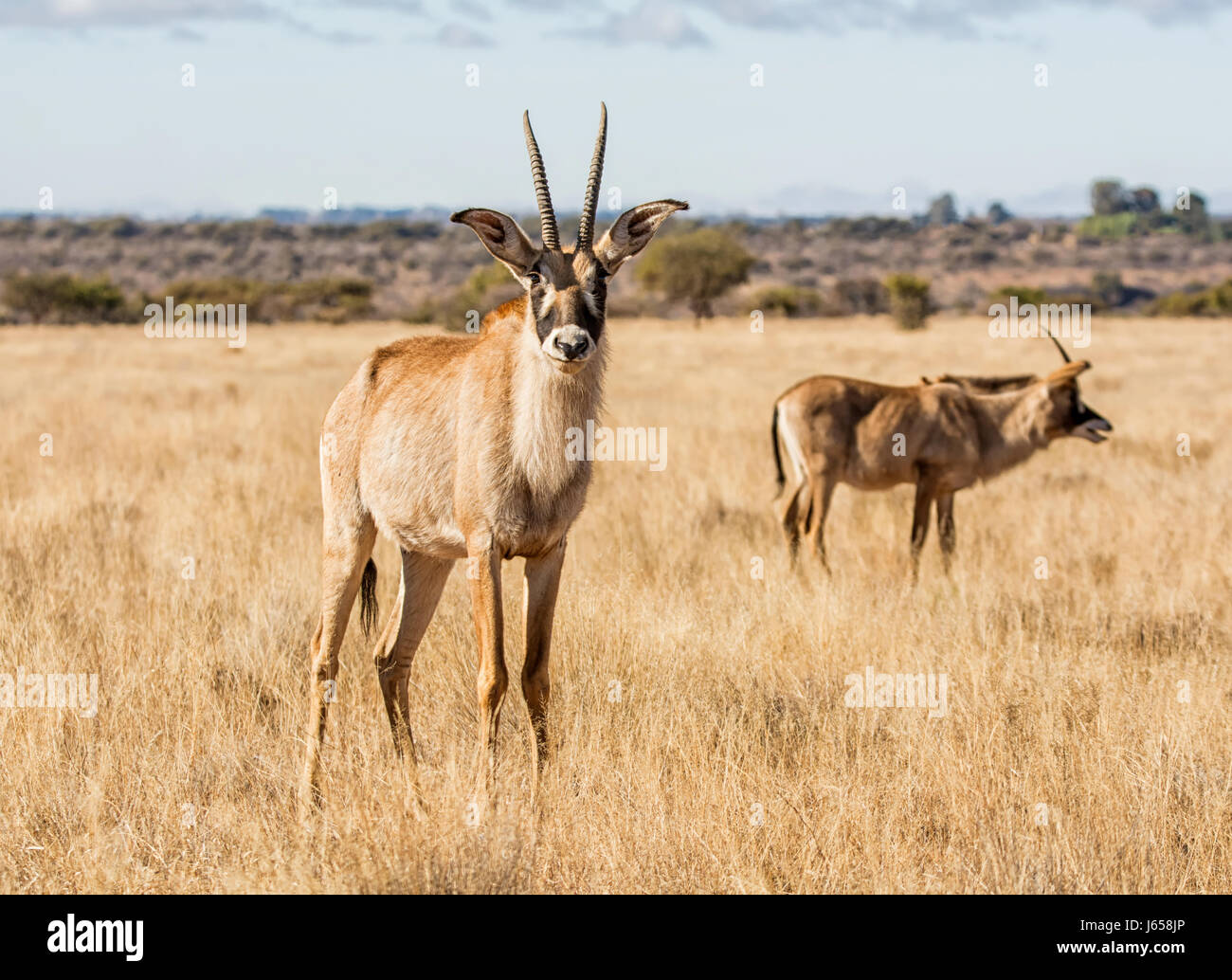 Roan antelope in Southern African savanna Stock Photo