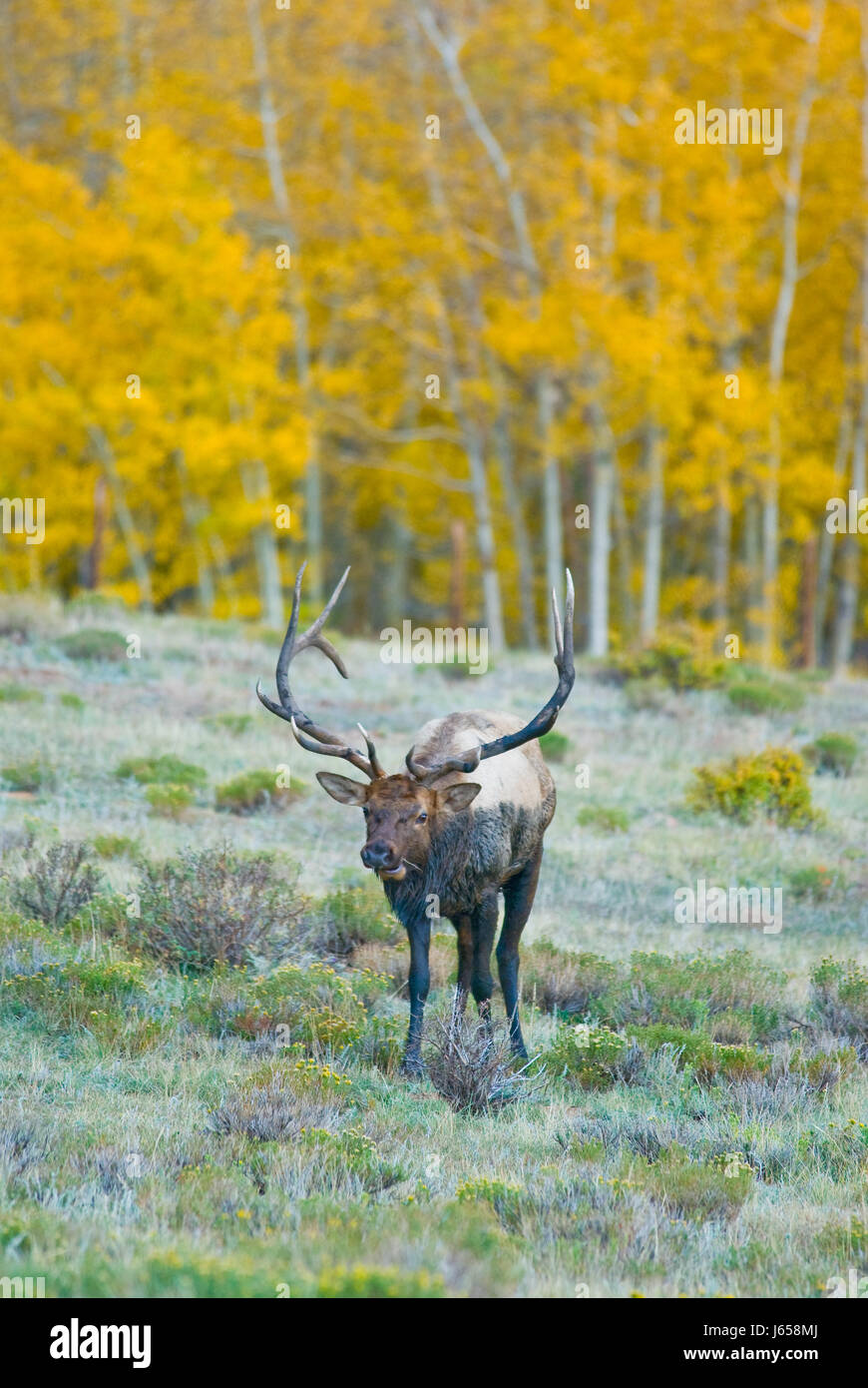 spring,elk,animal,wild,buck,hunt,wildlife,elk,wilderness,nature,fall,antlers Stock Photo