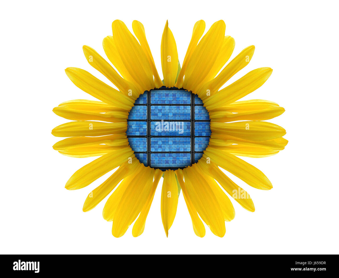 flower sunflower plant solar solar energy solar cells energy power