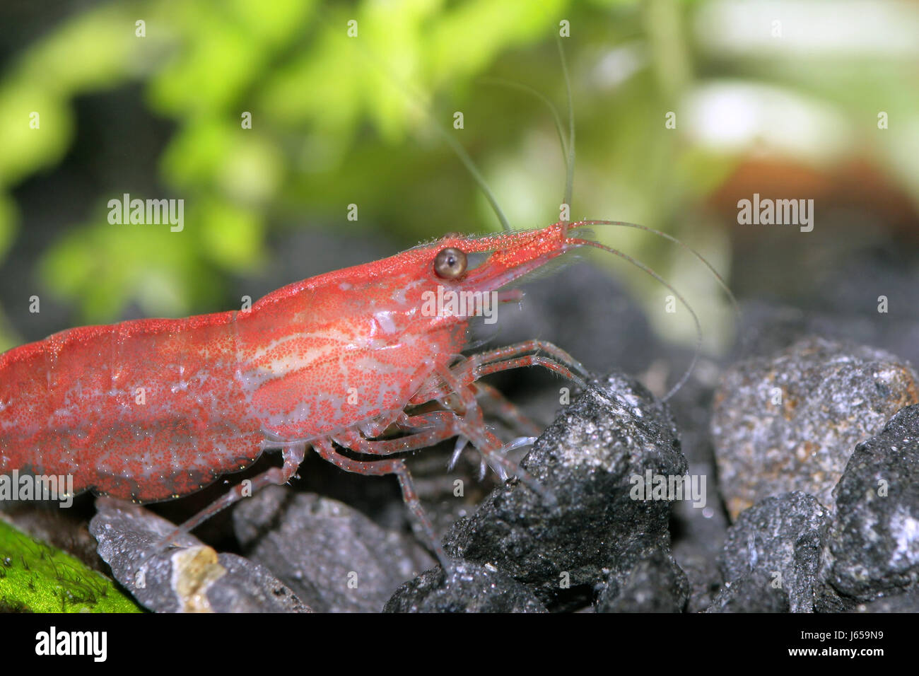 aquarium shrimp spinelessly red legs macro close-up macro admission close up Stock Photo