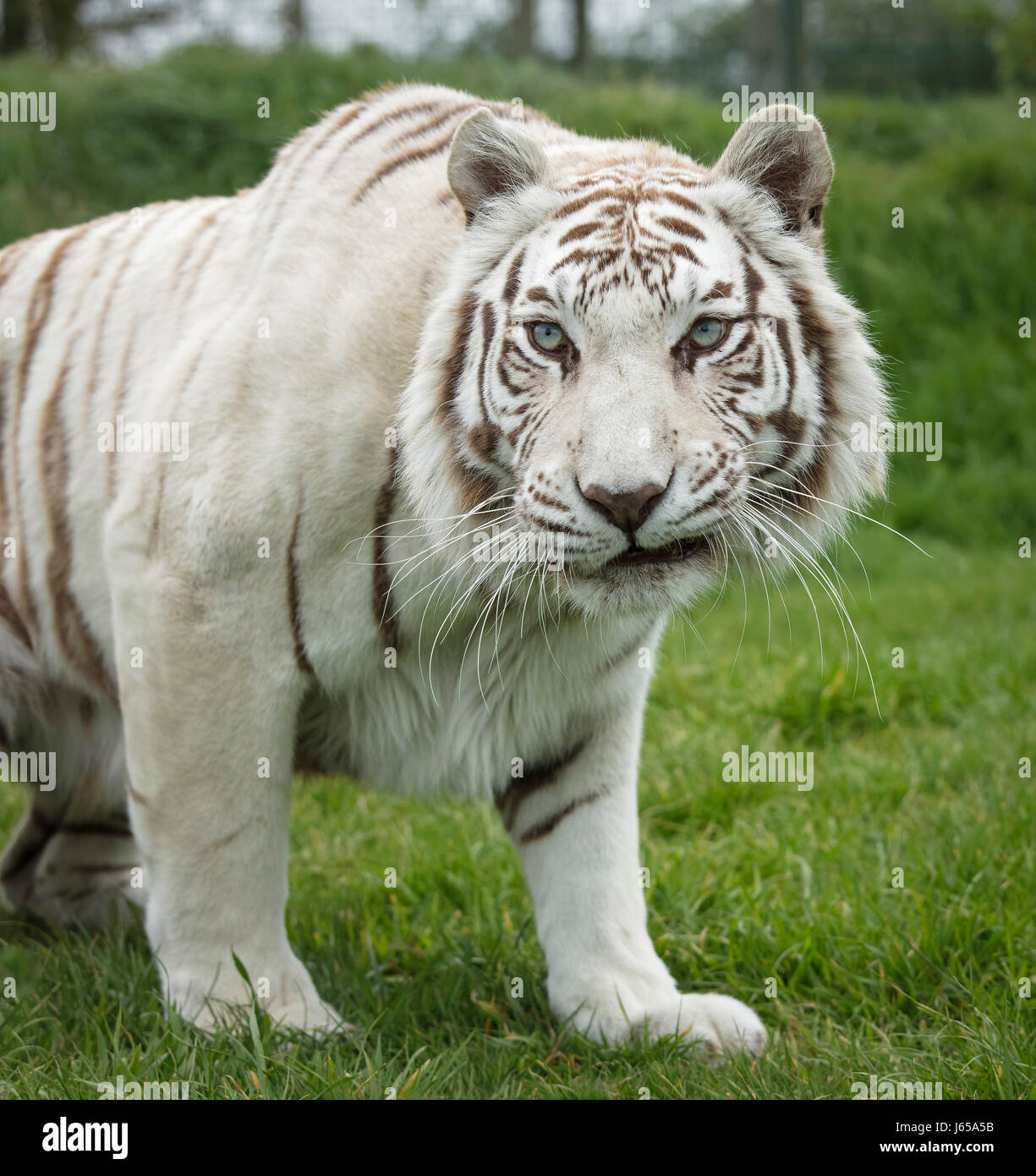 White bengal tiger hi-res stock photography and images - Alamy