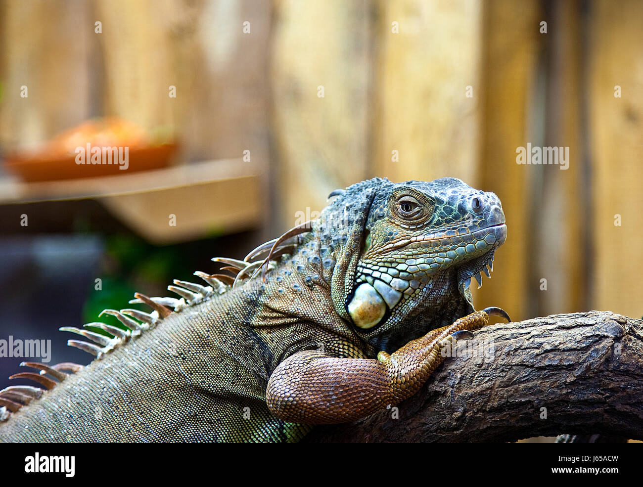 reptile saurian hovel iguana herbivore vegetarian reptile saurian hovel