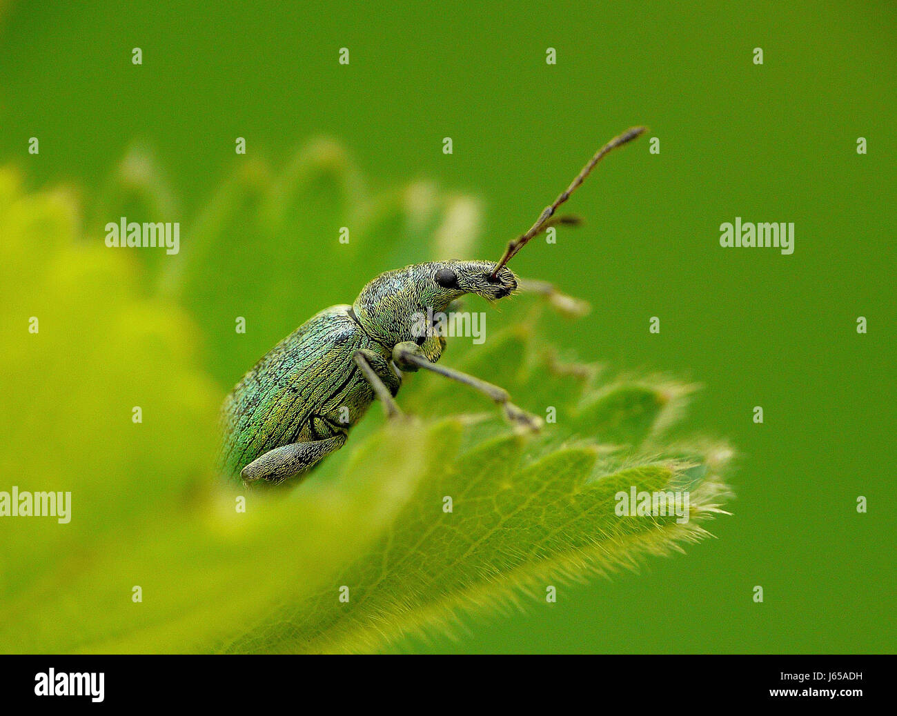 insect green beetle proboscis nature macro close-up macro admission ...