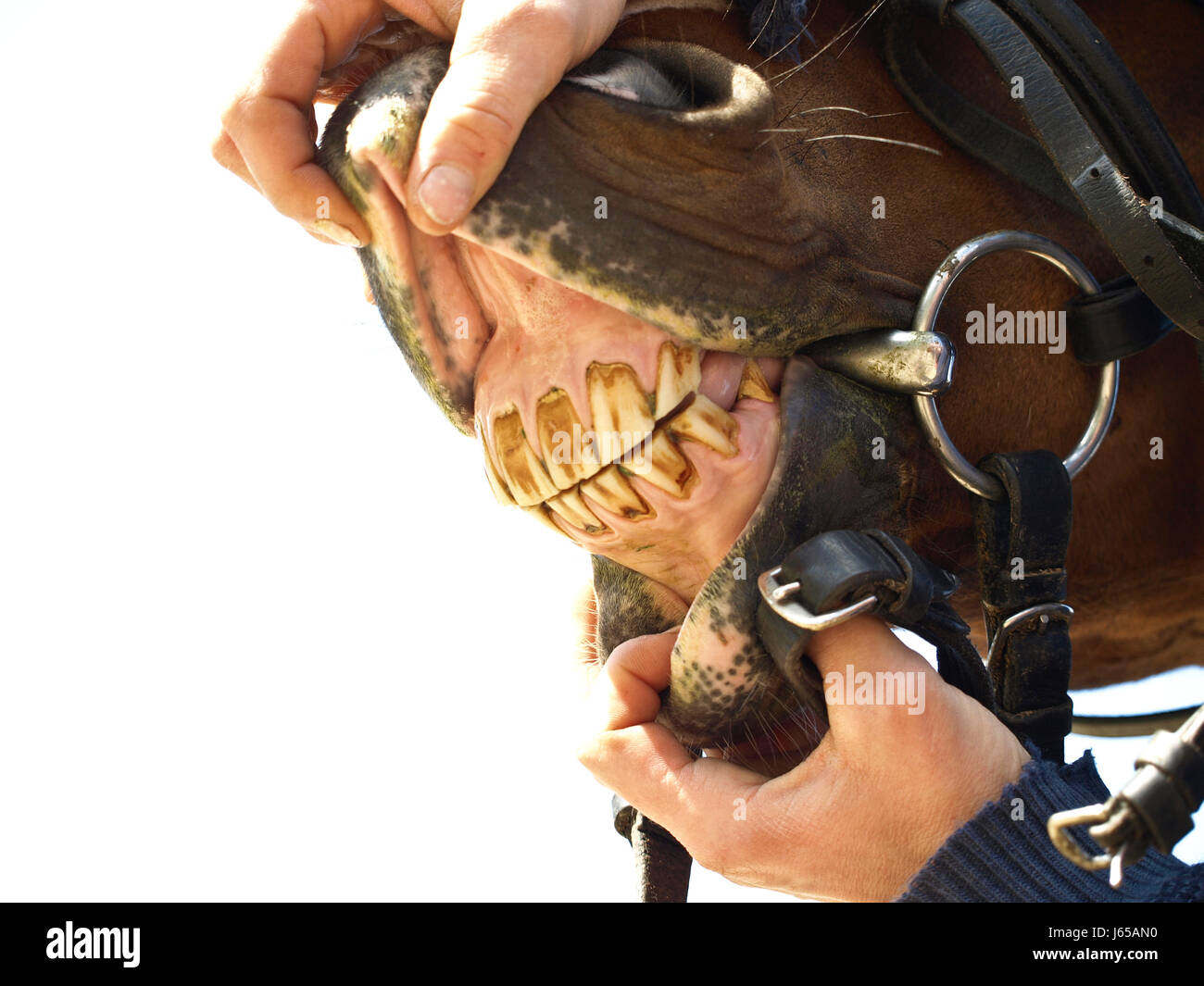 horse mouth teeth bit tooth bite snarl horse mouth teeth bit dentist