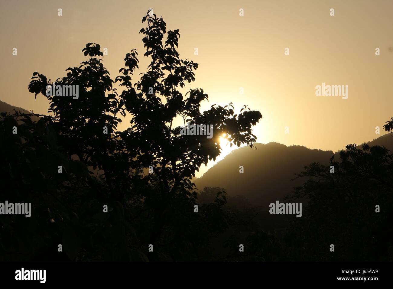 Hiking trip in south korea best green tea plantation in Boseong. Tasting the famous green tea