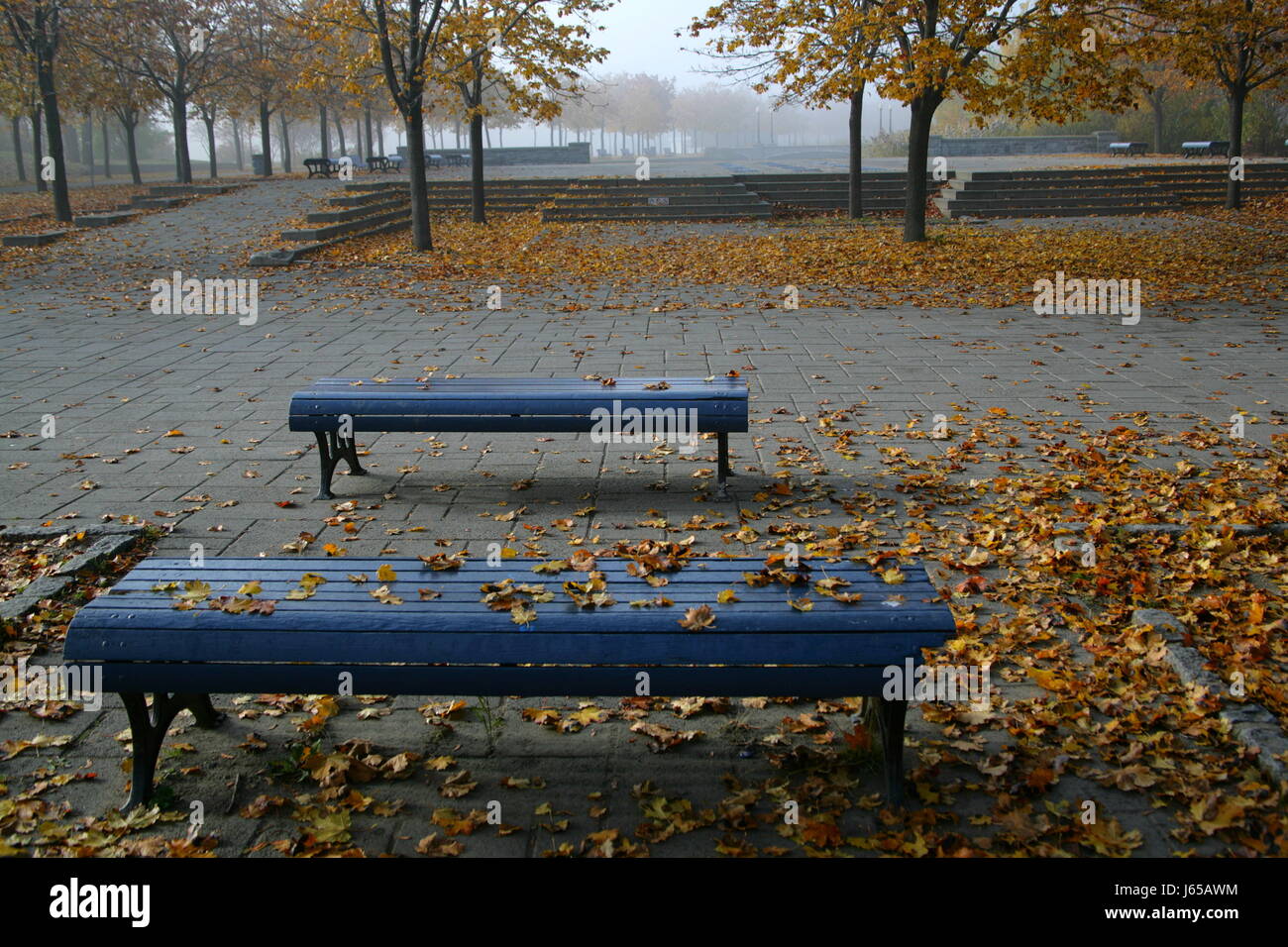 tree trees park benches canada maple fall autumn tree trees park fog benches Stock Photo