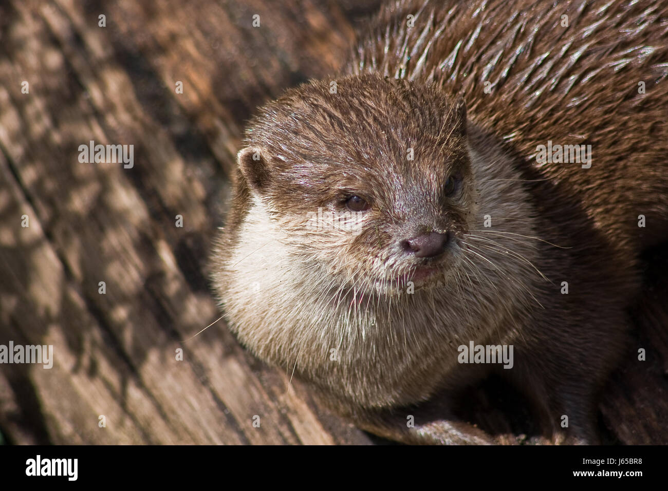 macro close-up macro admission close up view mammal otter threatens biology Stock Photo