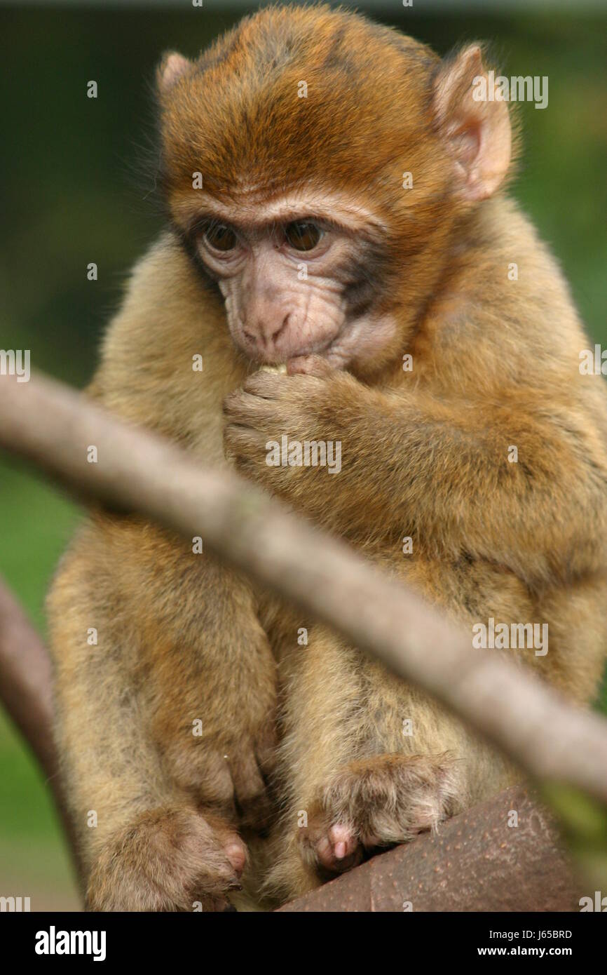 sad monkey prudent melancholic rapt melancholy alone lonely hand hands finger Stock Photo