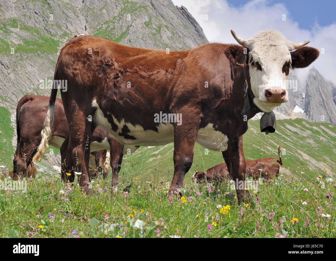 dairy brown cow in pasture in summer Stock Photo - Alamy