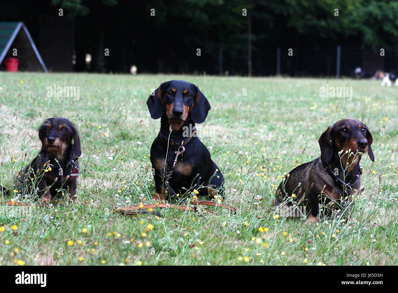 dachshund trio Stock Photo
