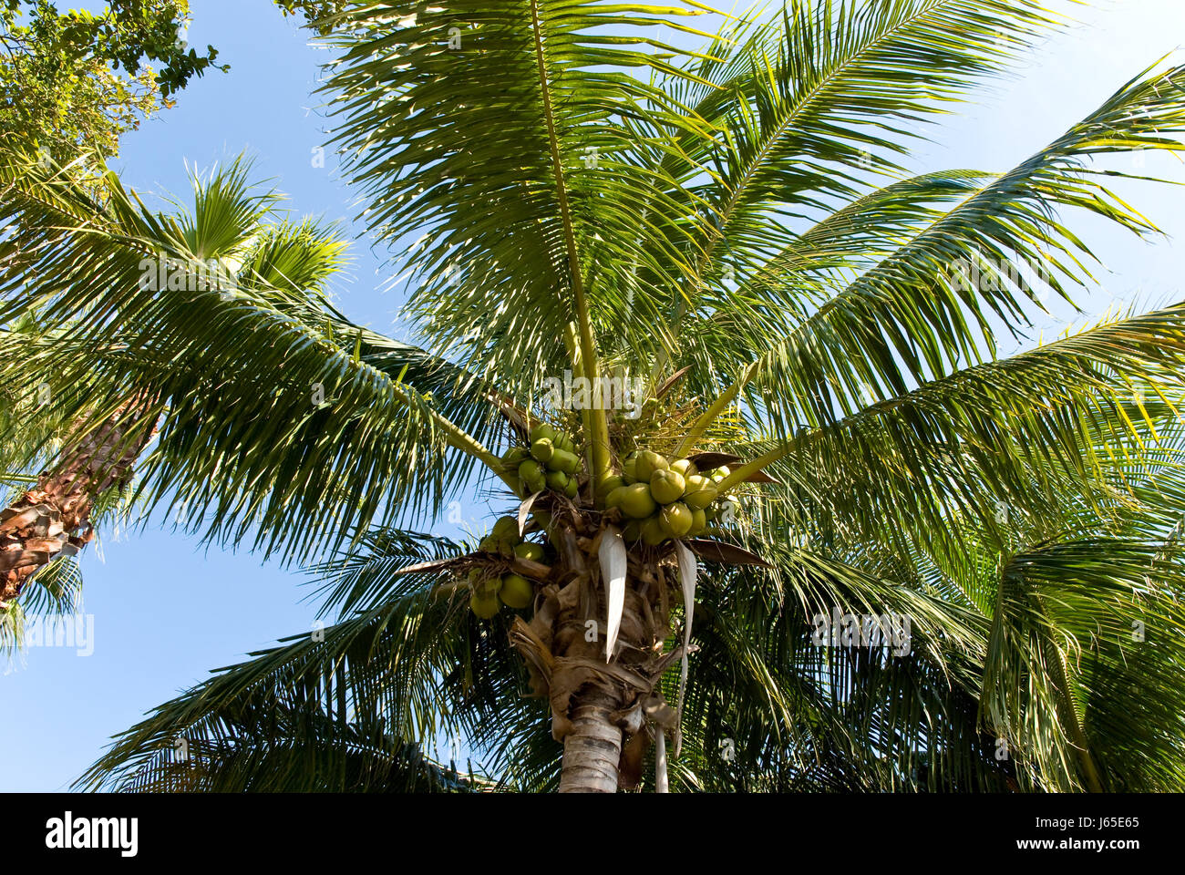 coconut palm tree in florida Stock Photo Alamy
