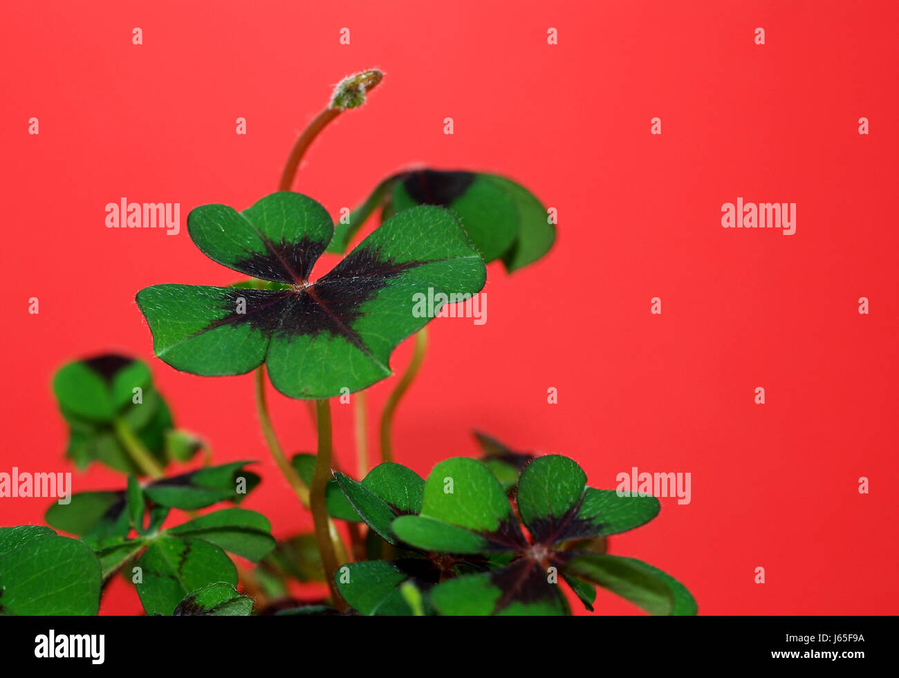 clover cloverleaf shamrocks backdrop background lucky luck red symbolic clover Stock Photo