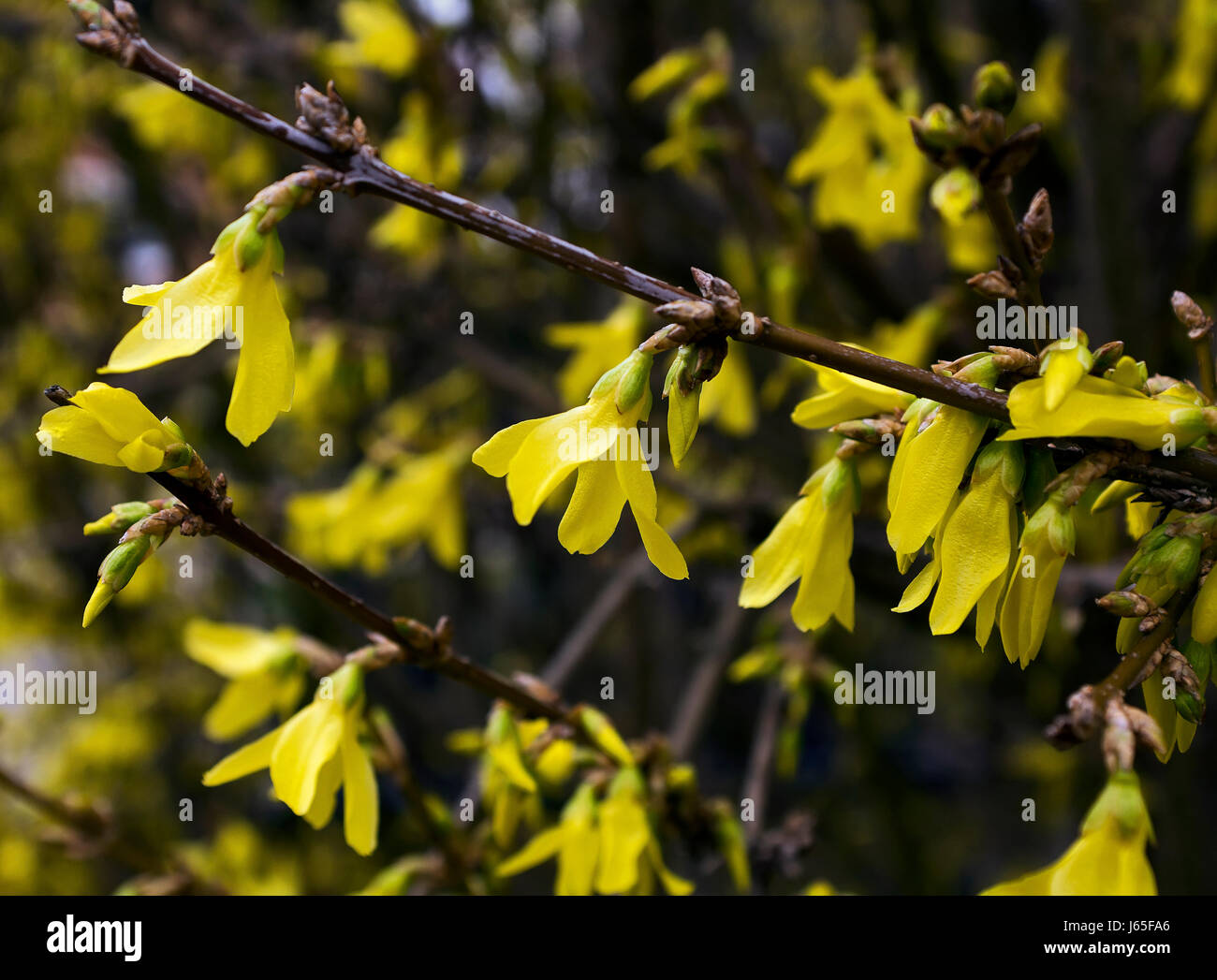 Messengers of spring.Blooming Forsythia Stock Photo - Alamy