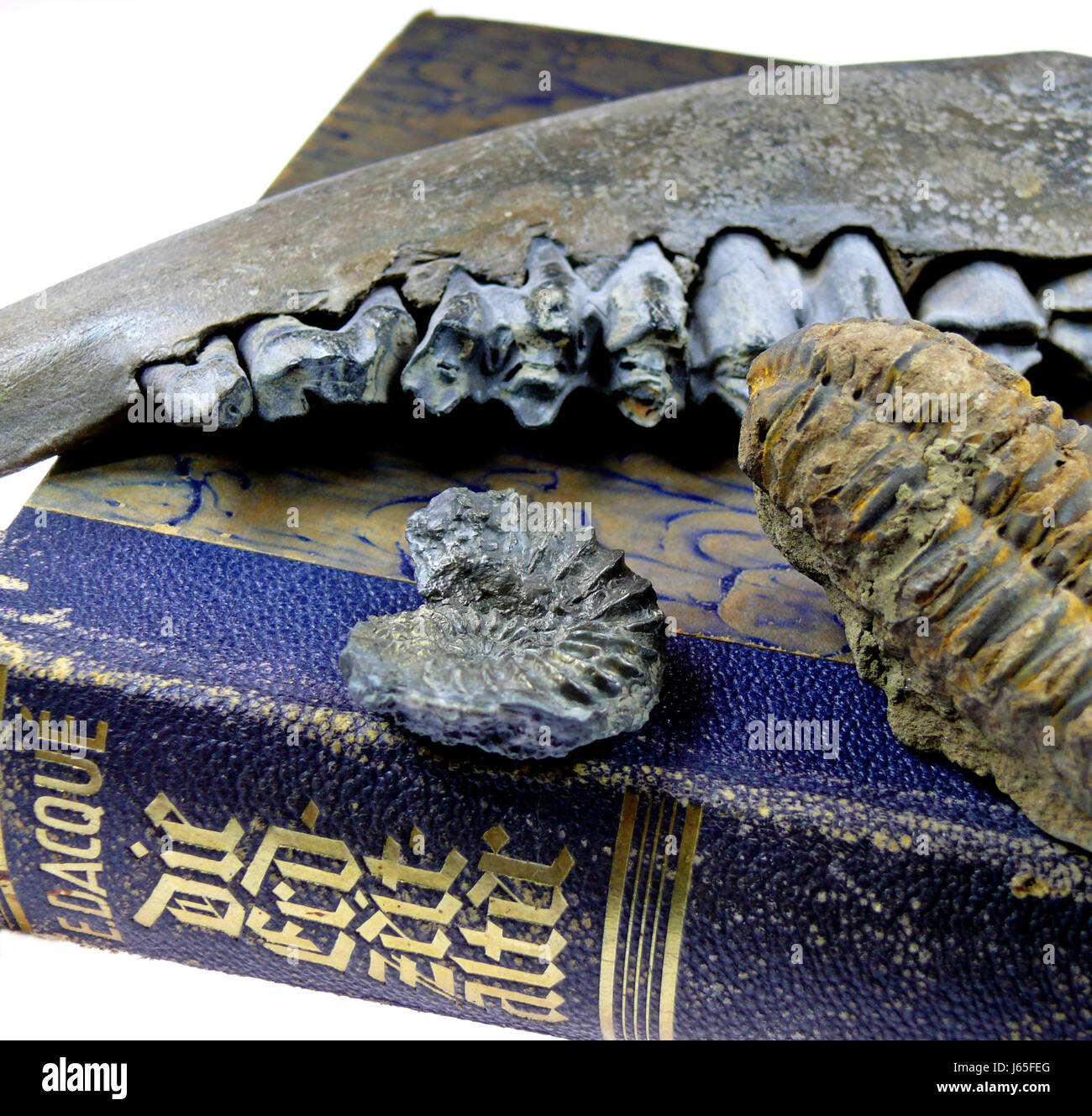 fossilization fossil second-hand bookshop palaeontology book bit primitive Stock Photo