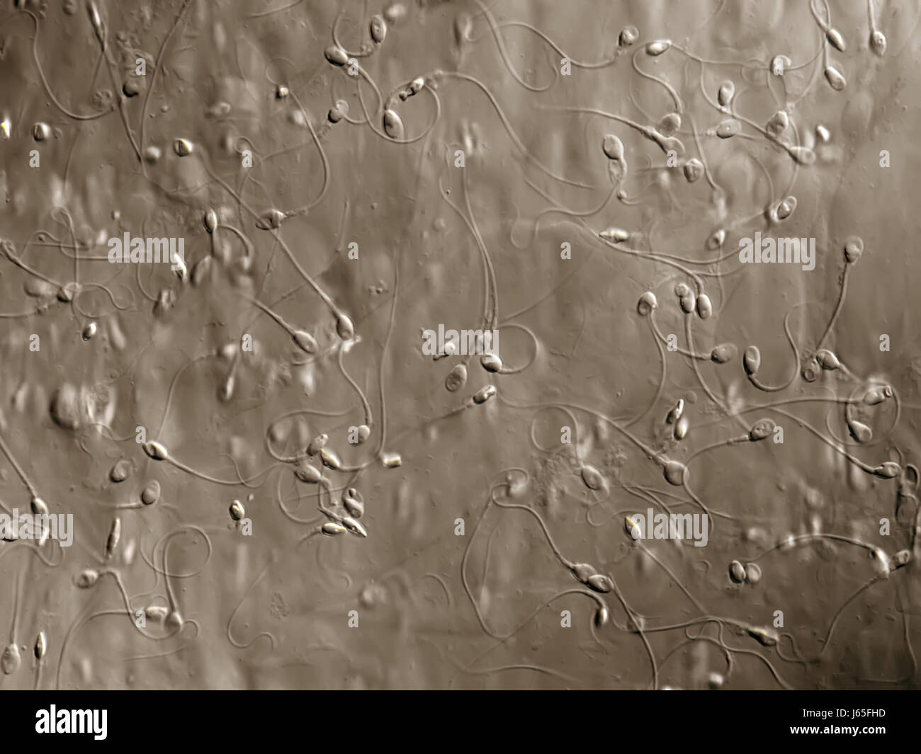 Katta osilgan kokraklar osilgan Chaqaloq anal porno