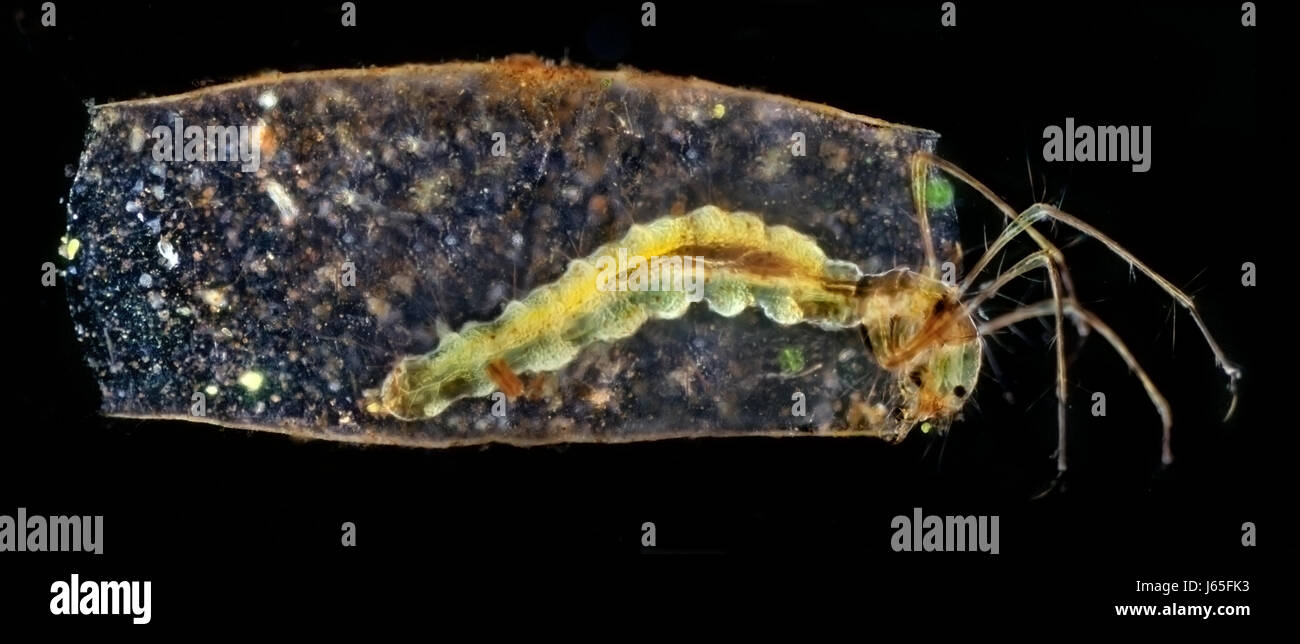 caddisfly food aliment insect fish chain fresh water water microscope