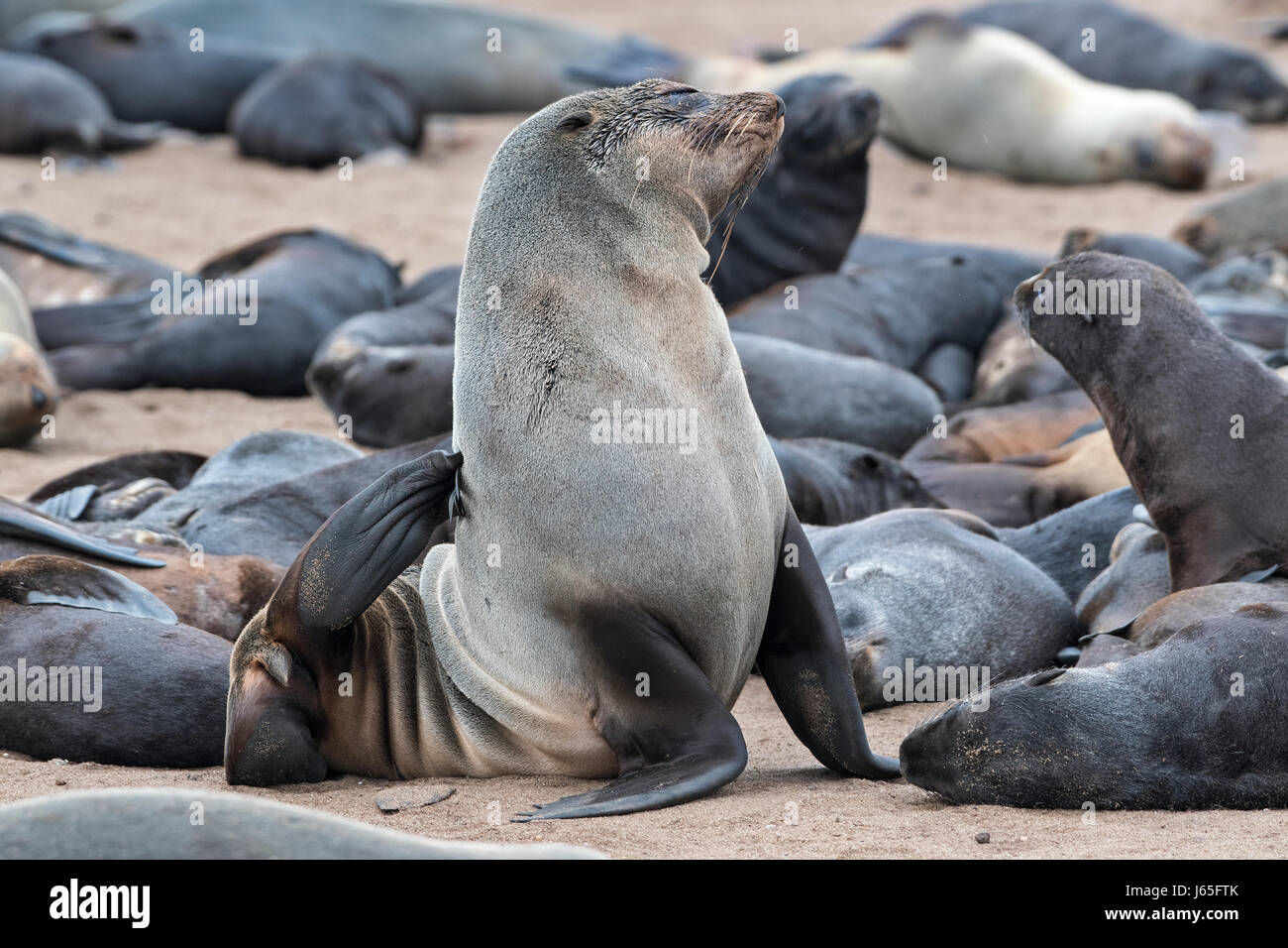 Namibia Cape Cross Otarie Orsine Arctocephalus Pusillus Brown Fur Seals Or Cape Fur Seals Stock Photo Alamy