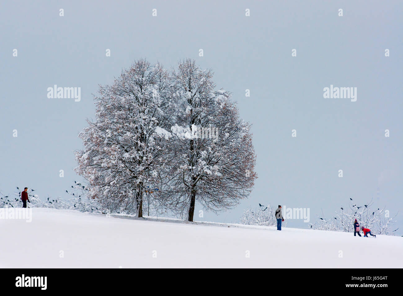 game tournament play playing plays played tree trees winter linden tree snow Stock Photo