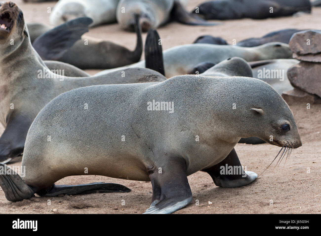 Namibia Cape Cross Otarie Orsine Arctocephalus Pusillus Brown Fur Seals Or Cape Fur Seals Stock Photo Alamy