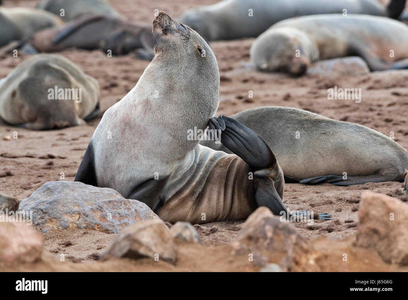 Namibia Cape Cross Otarie Orsine Arctocephalus Pusillus Brown Fur Seals Or Cape Fur Seals Stock Photo Alamy