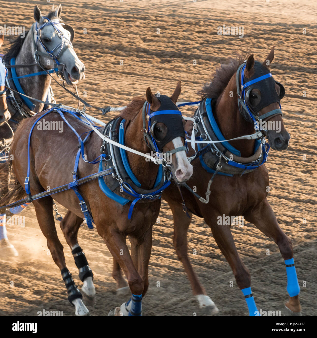 Chuck Ward Racing Chuckwagon racing hi-res stock photography and images - Alamy