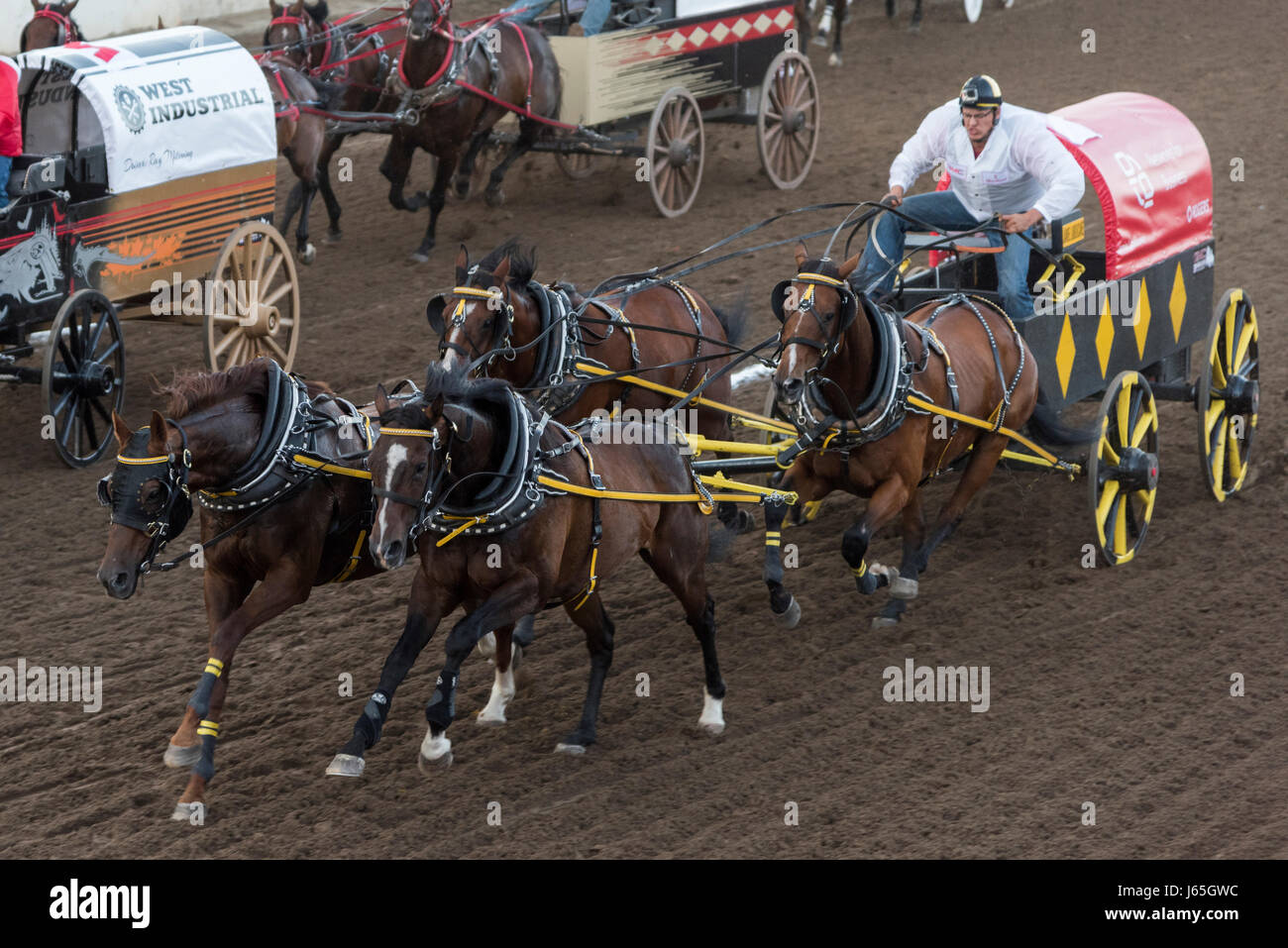 Chuck Ward Racing Chuckwagon racing at the annual Calgary Stampede, Calgary, Alberta ...