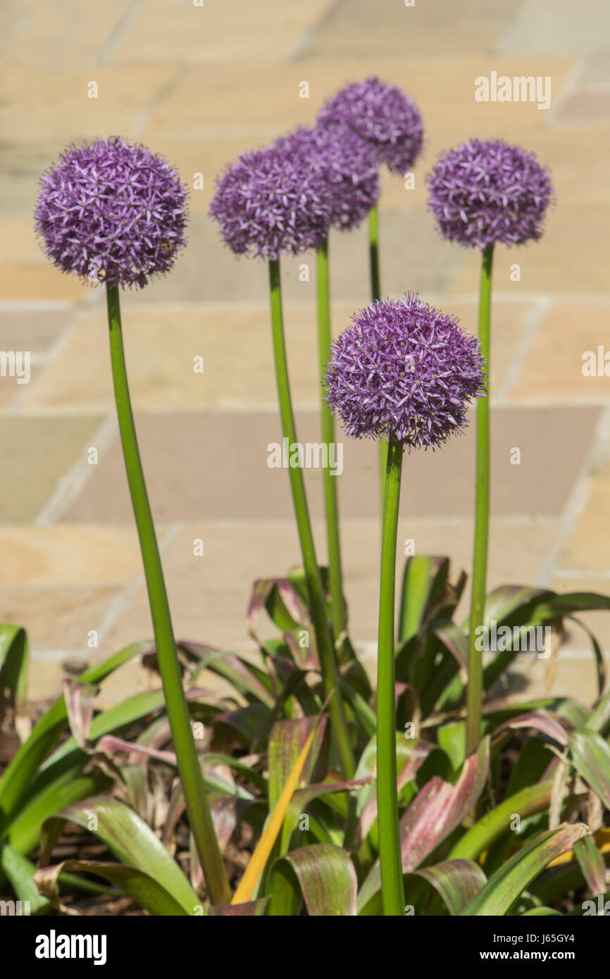 Allium Globemaster in a Devon garden. Stock Photo