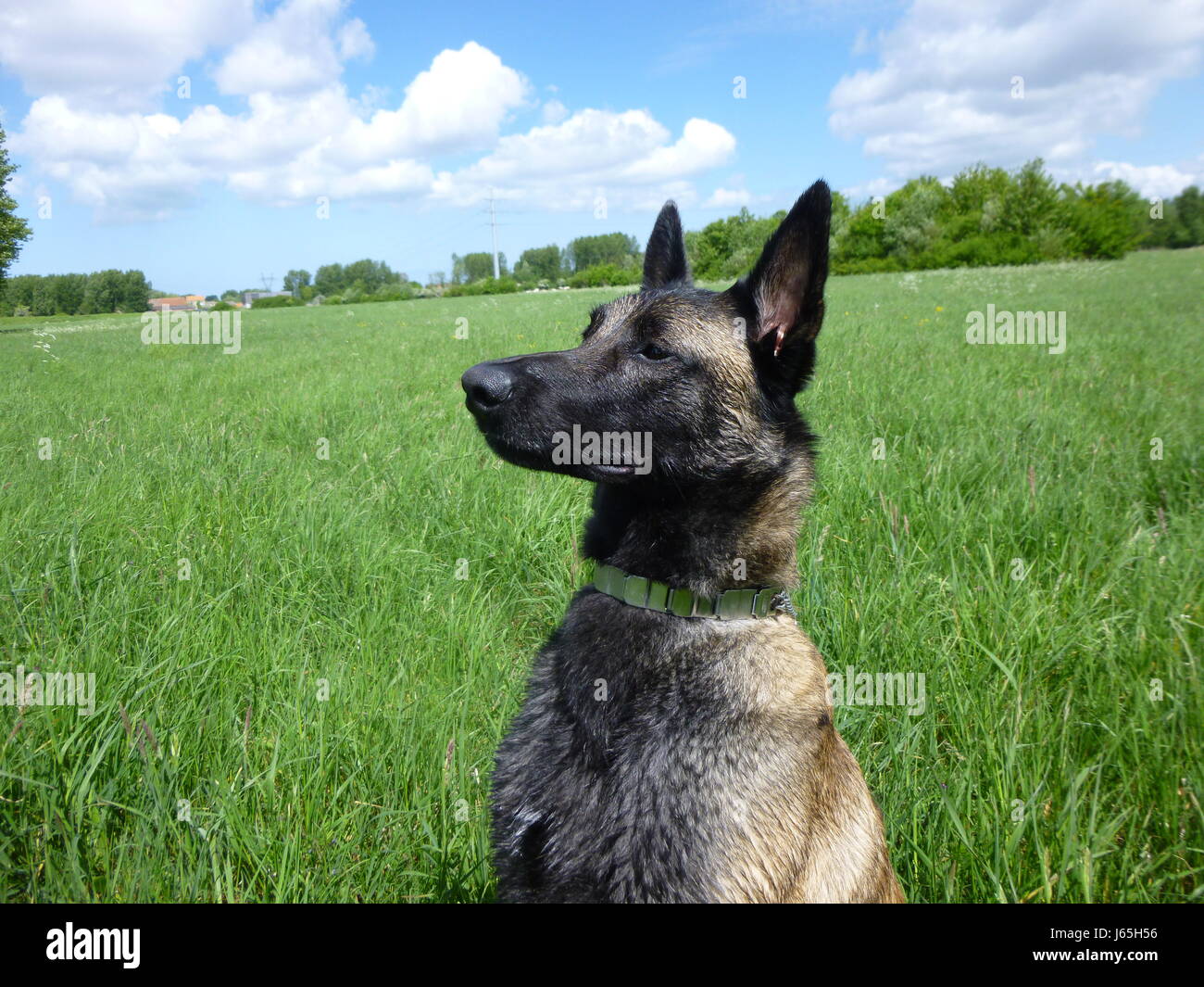 Belgian shepherd dog malinois Stock Photo