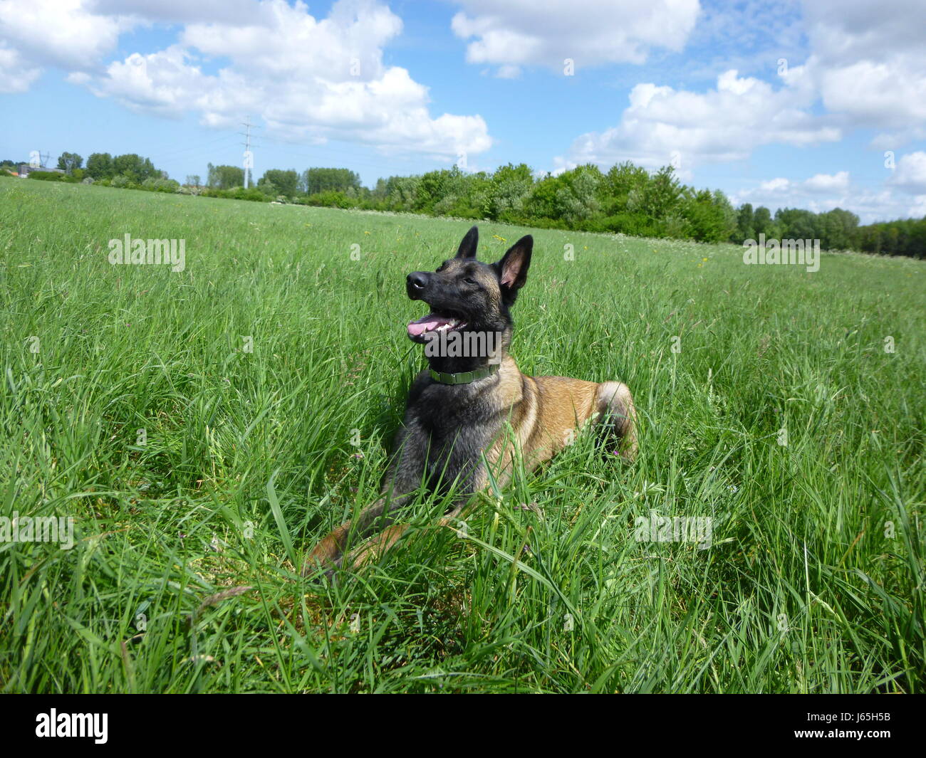 Belgian shepherd dog malinois Stock Photo