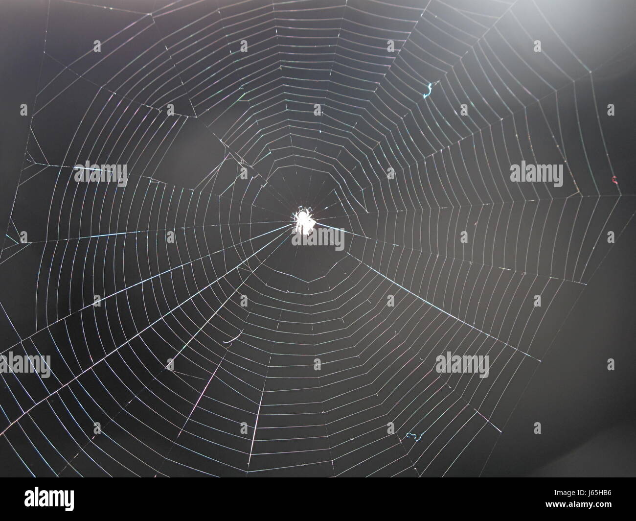 Insect webs hi-res stock photography and images - Alamy