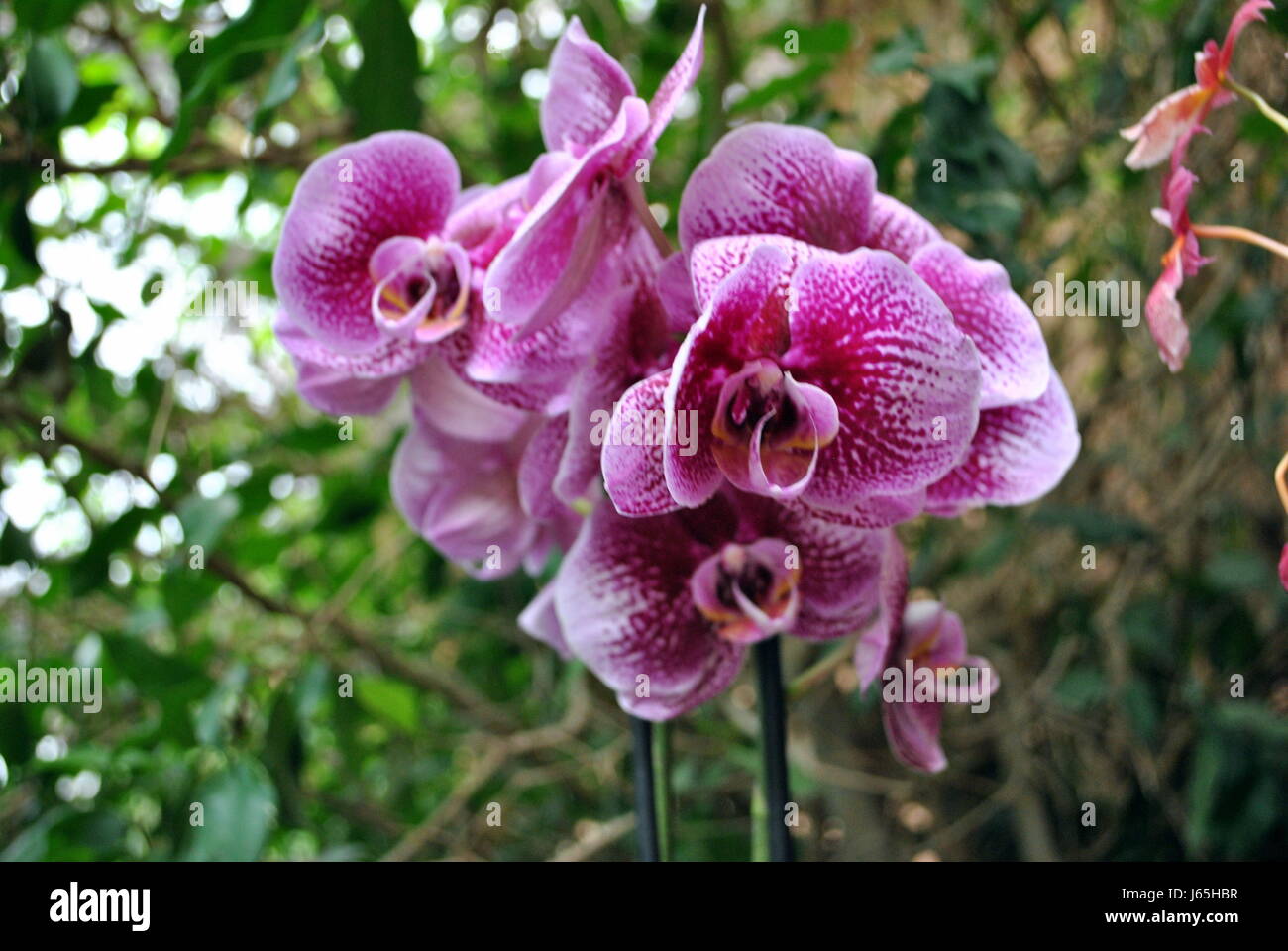 Orchid up close Stock Photo