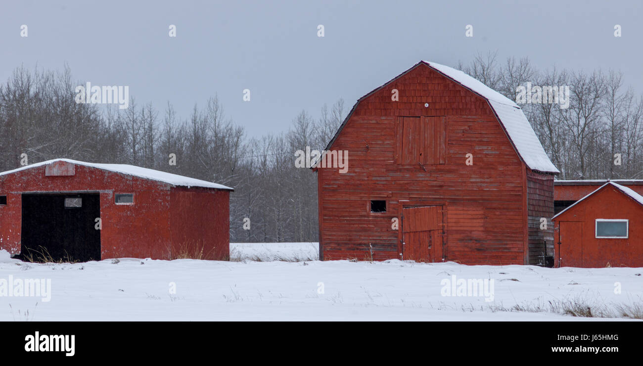 Farm buildings in snow covered field, Rocky Rapids, Alberta, Canada