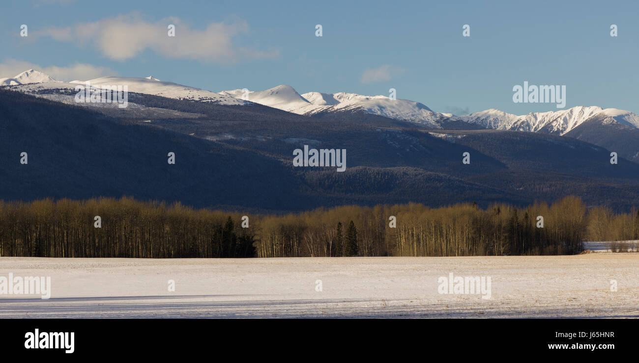 Trees with snowcapped mountain in the background, Highway 16, Yellowhead Highway, British Columbia, Canada Stock Photo