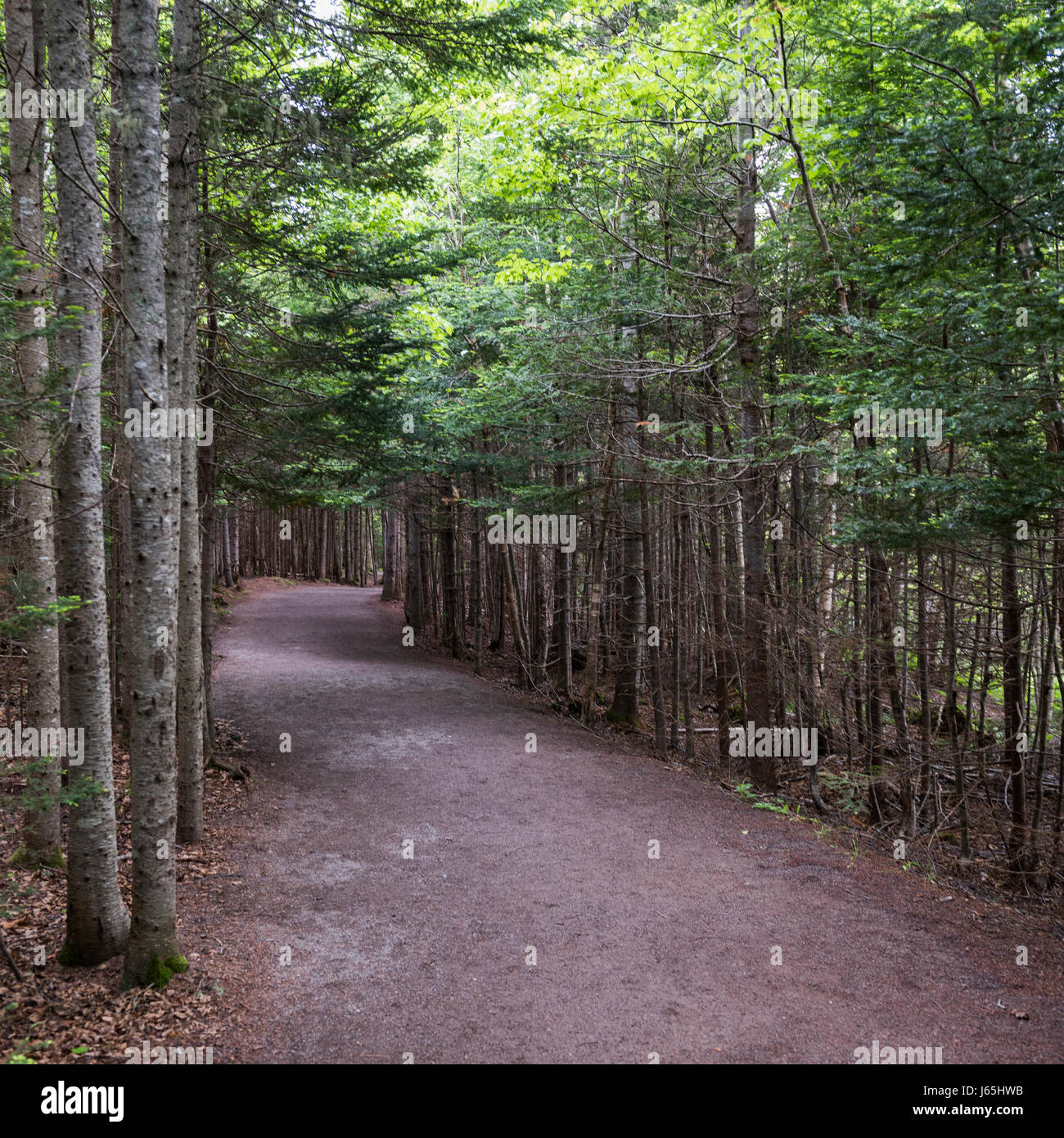 Trees along road in forest, Hopewell Rocks, Bay of Fundy, New Brunswick ...