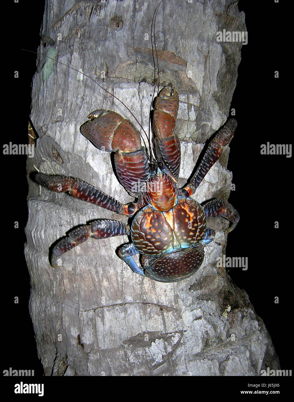 Palmendieb birgus latro hi-res stock photography and images