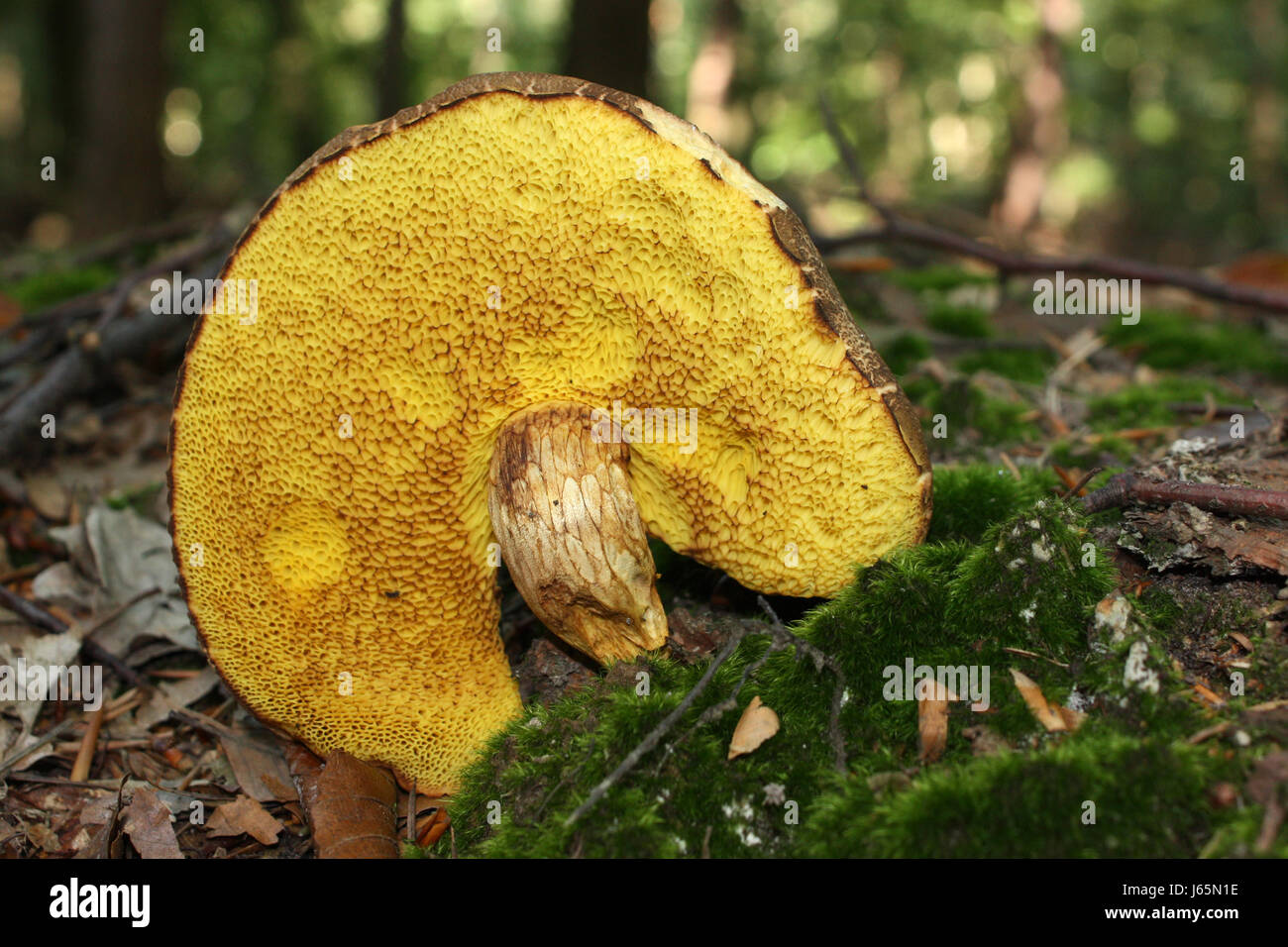 mushroom fungus underside nature fall autumn green hat hamburg moss tube Stock Photo