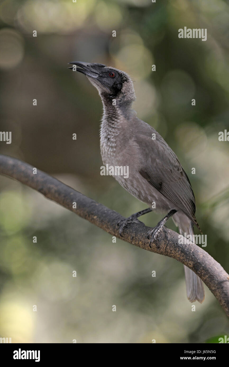 tree trees bird birds australia branch feathering rare sing whistle nature Stock Photo Alamy