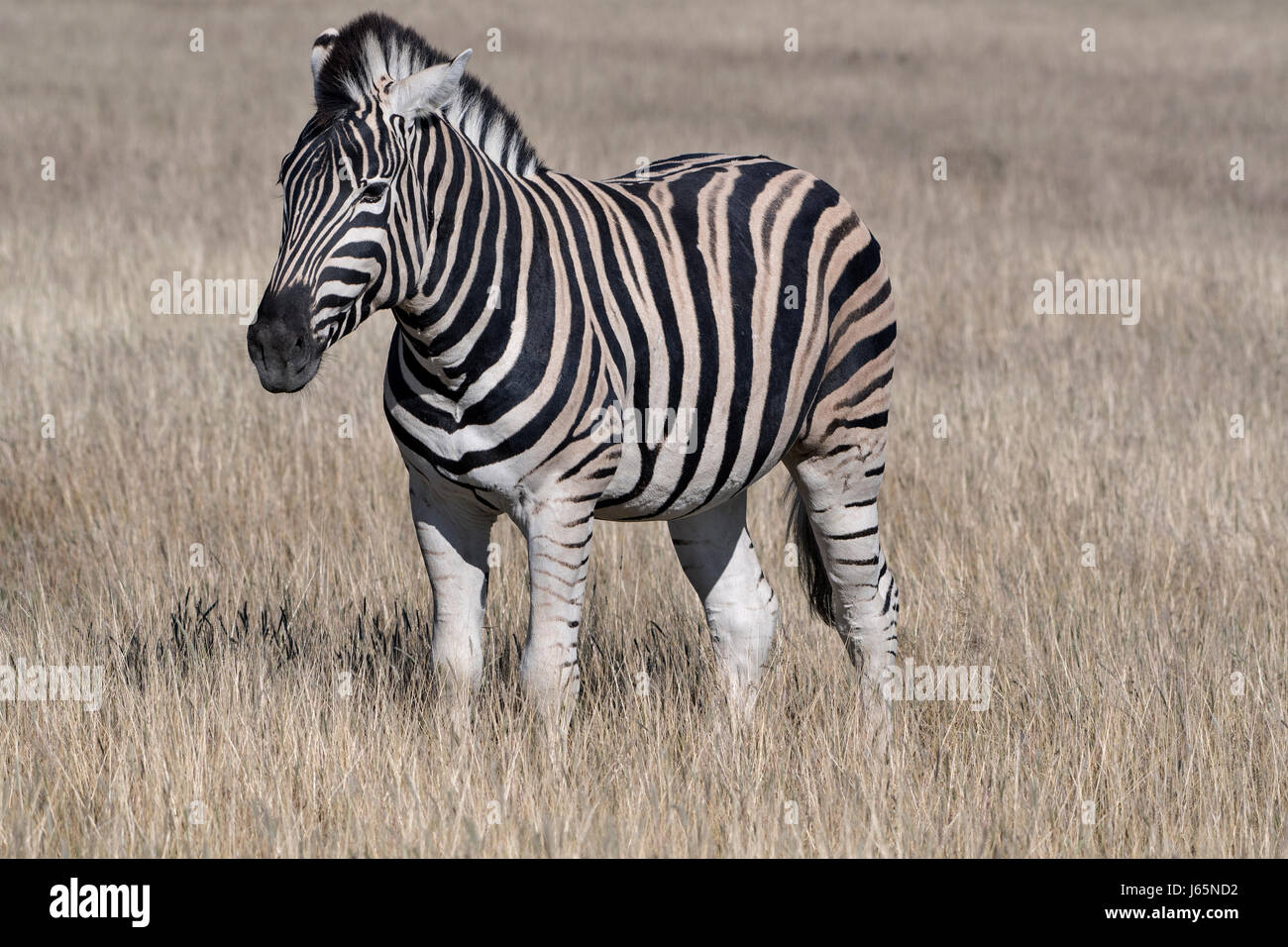 Zebra di Burchell (Equus quagga burchellii), Burchell's Zebra Stock