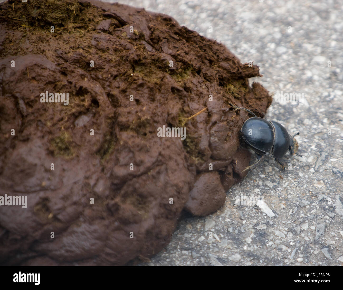 solution manure watchword macro close-up macro admission close up view south Stock Photo