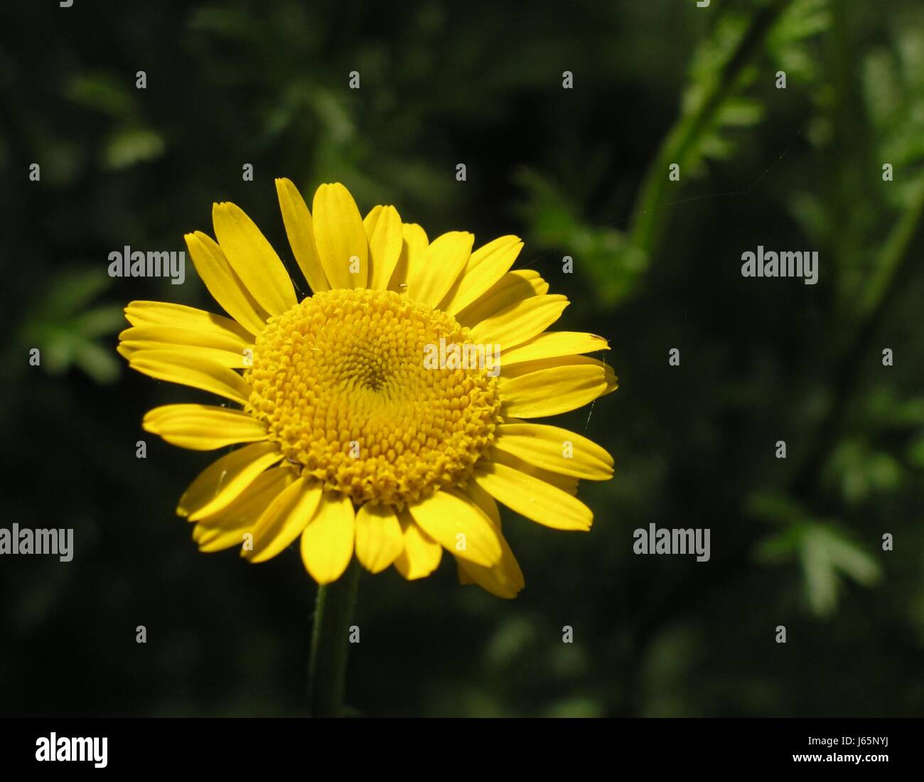 yellow shrub yellow frberhundskamille quotanthemis tinctoraquot frbepflanze Stock Photo