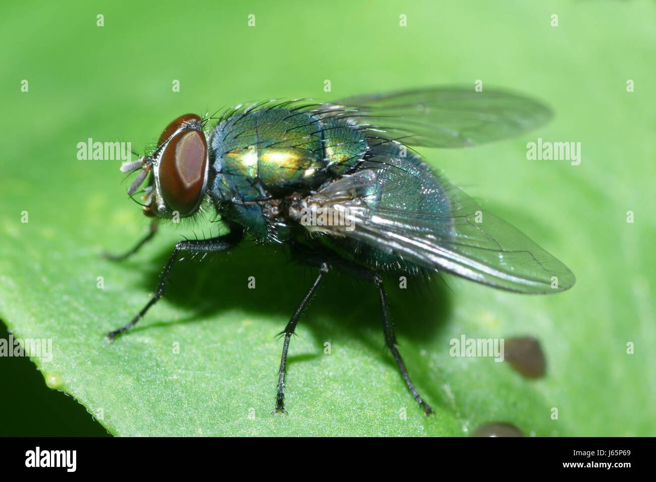 fly flies flys flying green eyes wing antenna iridescent frequent bristly Stock Photo